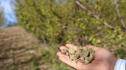 Adana'da dolu yağışı kayısı bahçesini vurdu