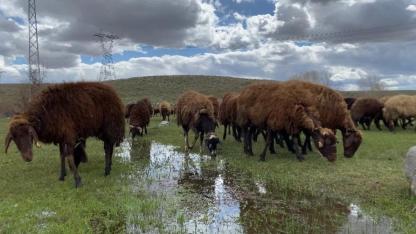 Ağrı'da sezonluk 120 bin liraya çoban aranıyor