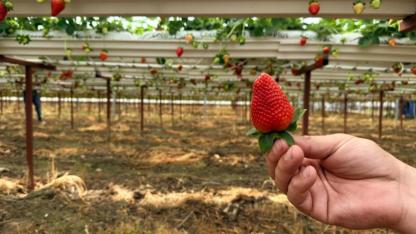 Almanya'da eğitim aldı; Antalya'da topraksız çileğe başladı