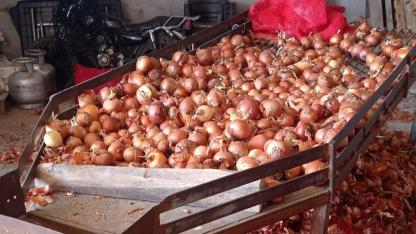 Amasyalı kuru soğan üreticilerinin "3 lira" isyanı