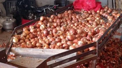 Amasyalı kuru soğan üreticilerinin "3 lira" isyanı