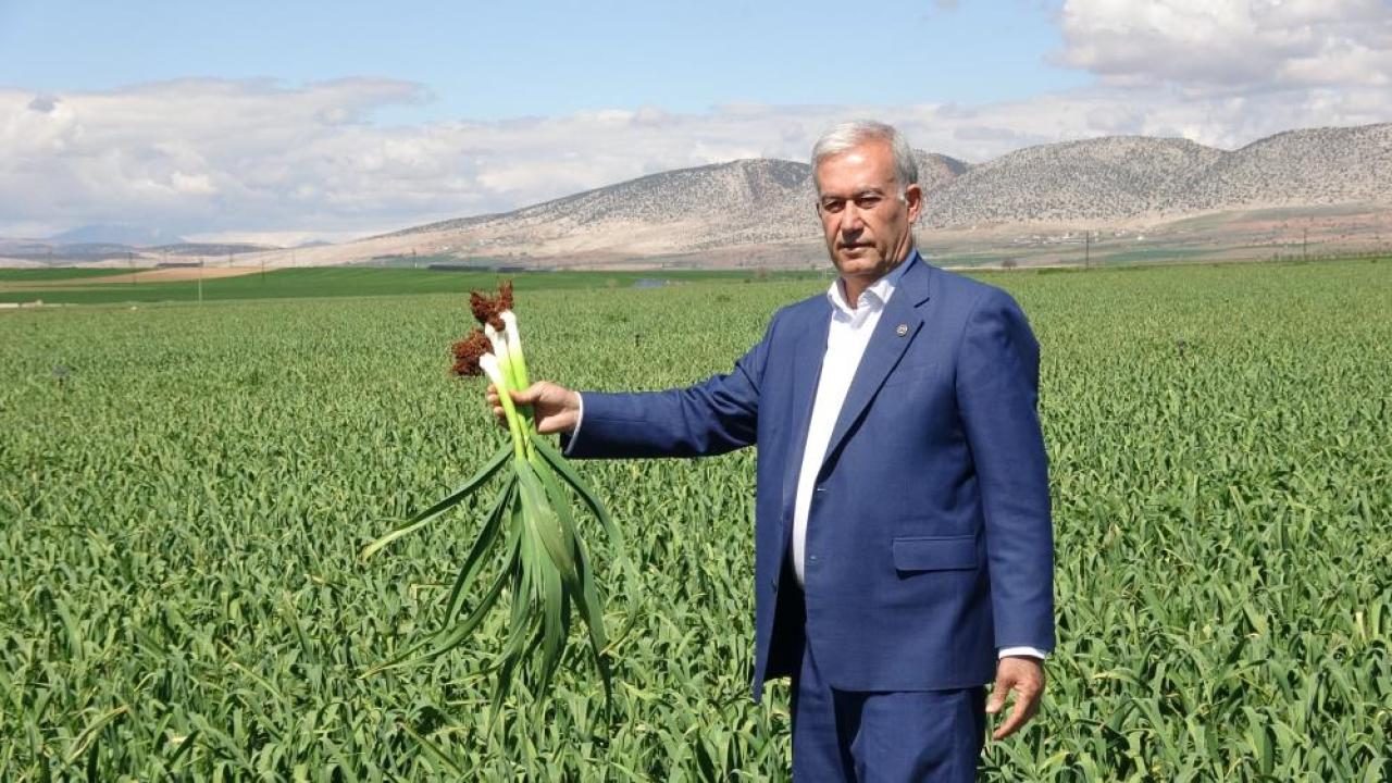 Araban sarımsağında hasat yaklaştı; beklenti 50 bin ton