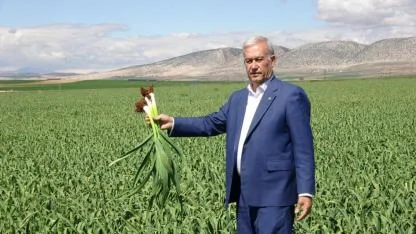 Araban sarımsağında hasat yaklaştı; beklenti 50 bin ton