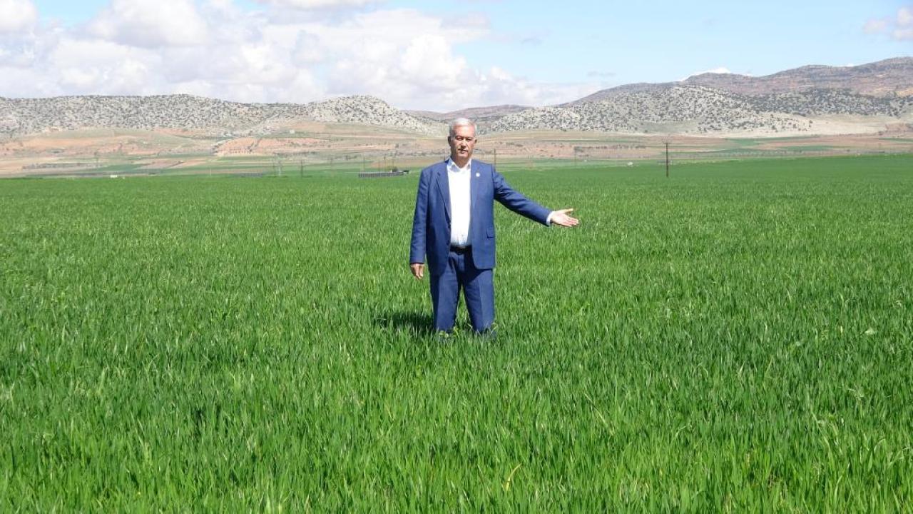 Araban'ın makarnalık sert buğdayında yüksek verim bekleniyor