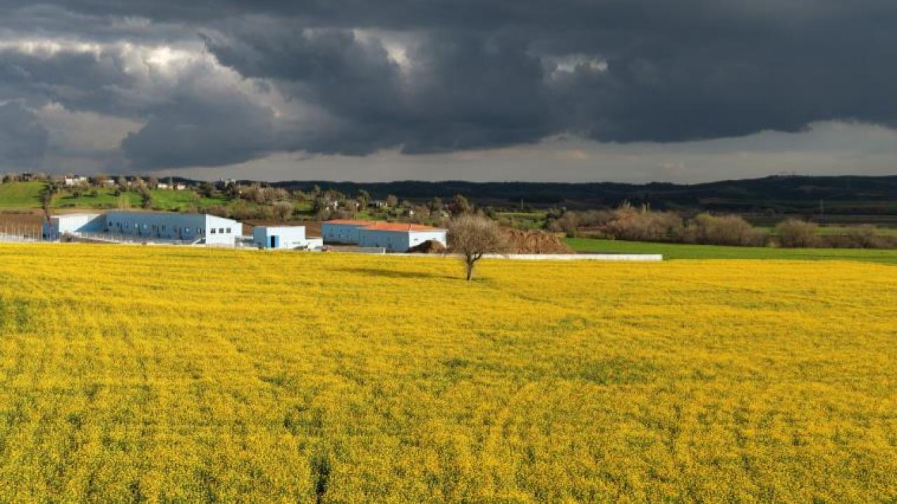 Artan maliyetler destekli kanolaya yönlendirdi yüzleri güldü