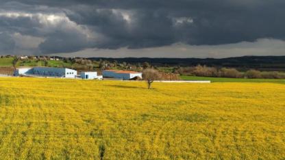 Artan maliyetler destekli kanolaya yönlendirdi yüzleri güldü