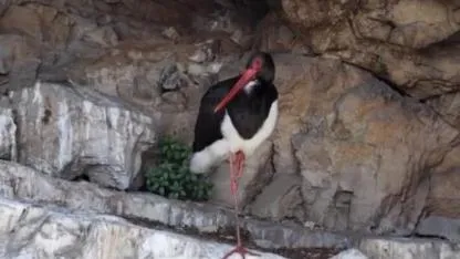 Artvin'de kara leylek görüntülendi