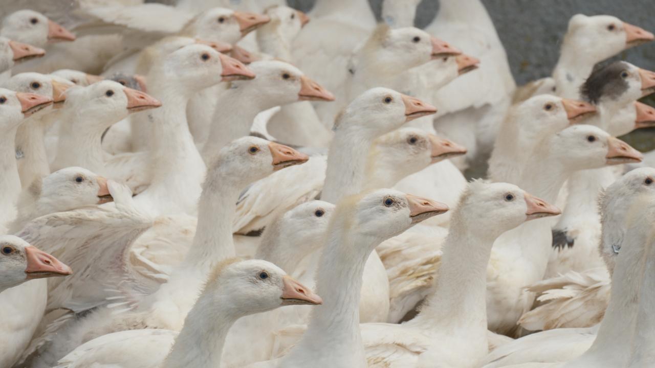 Baba Bandırmalı, anne Yozgatlı "Anadolu kaz ırkı" geliyor