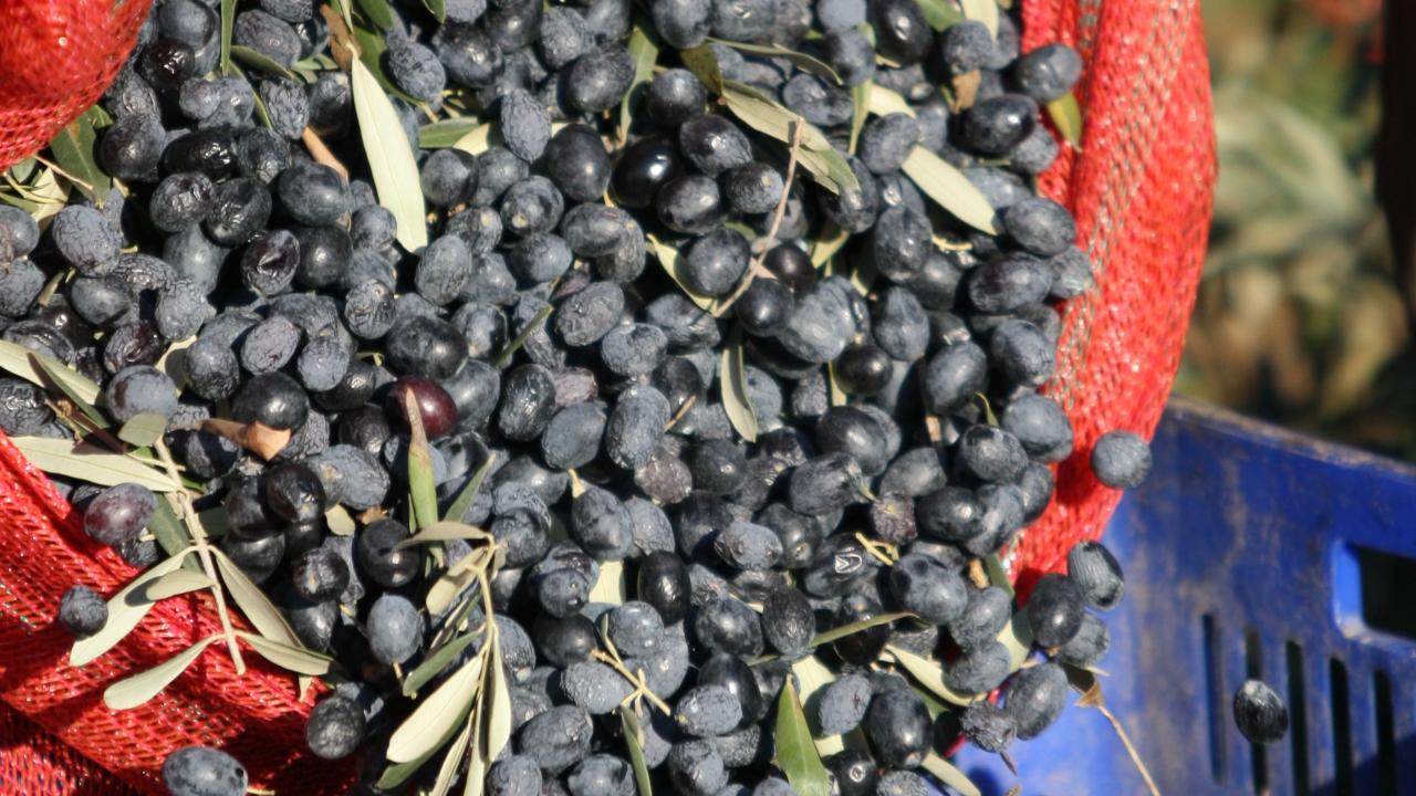 Bir kilogram zeytin için 6798 litre su harcanıyor