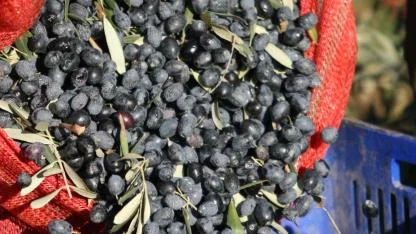 Bir kilogram zeytin için 6798 litre su harcanıyor