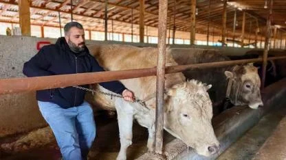 Bir ton 100 kiloluk boğaya 500 bin lira istiyorlar