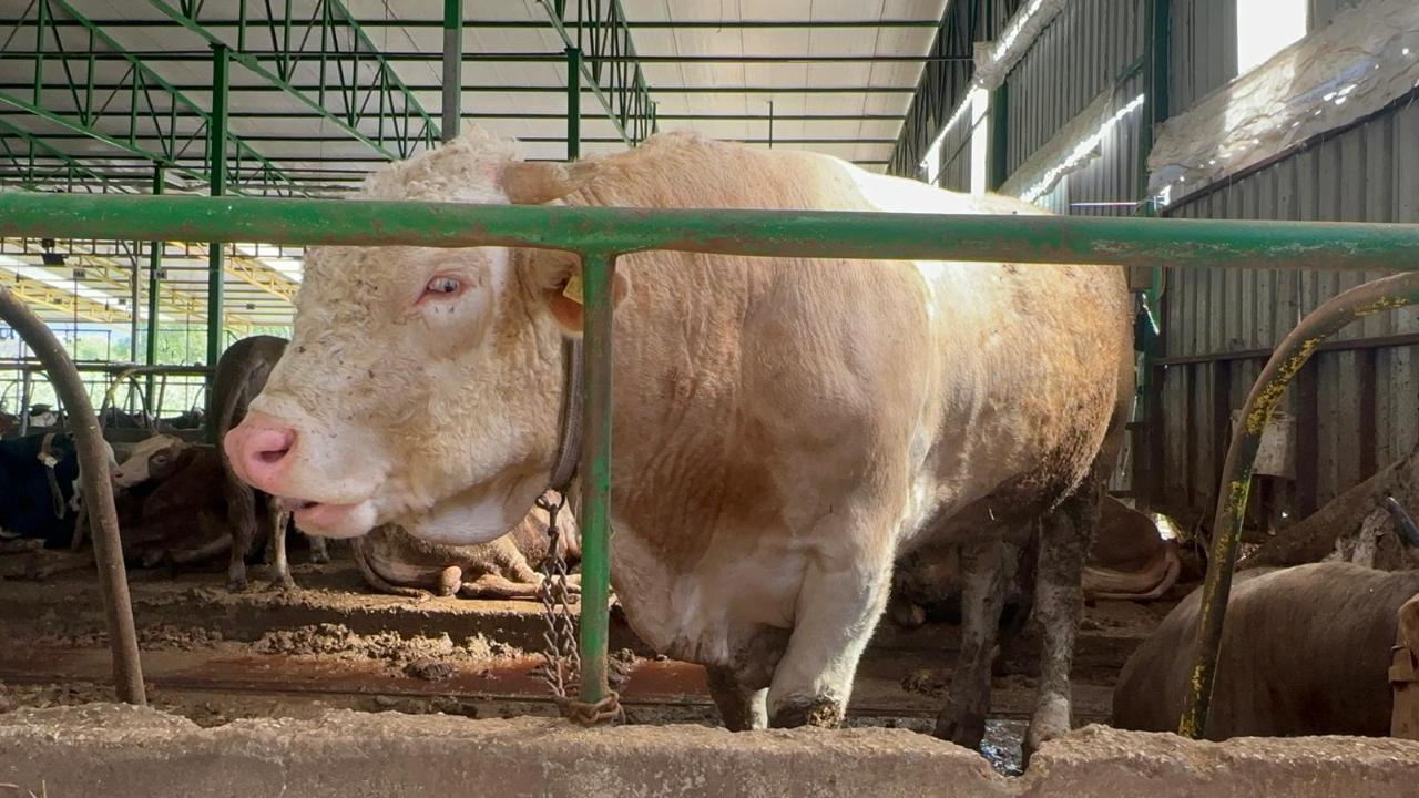 Bir tonluk damızlık boğa 400 bin liranın altına satıldı