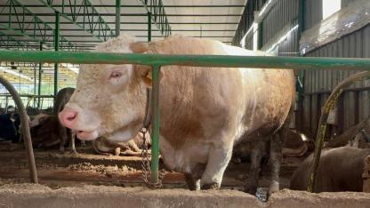 Bir tonluk damızlık boğa 400 bin liranın altına satıldı