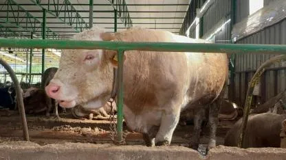 Bir tonluk damızlık boğa 400 bin liranın altına satıldı