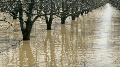 Bursa'da yüzlerce dönüm şeftali ve armut bahçesi su altında