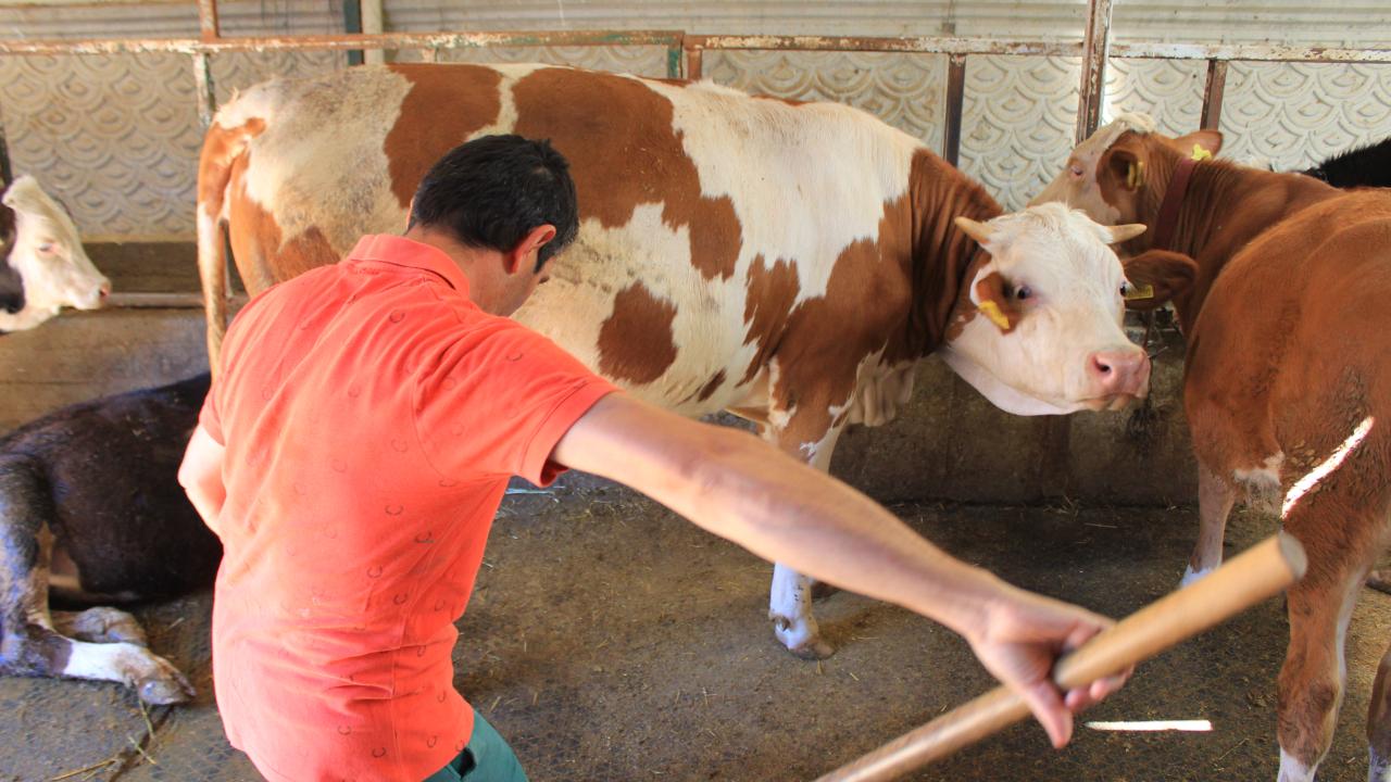 CHP'li Barut'tan tereyağı ithalatına tepki