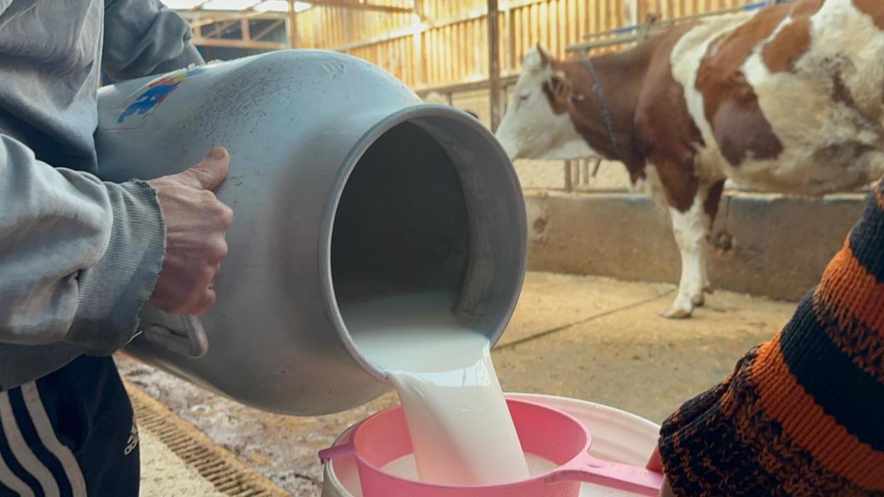 Çiğ süt maliyetini "elektrik" çarptı