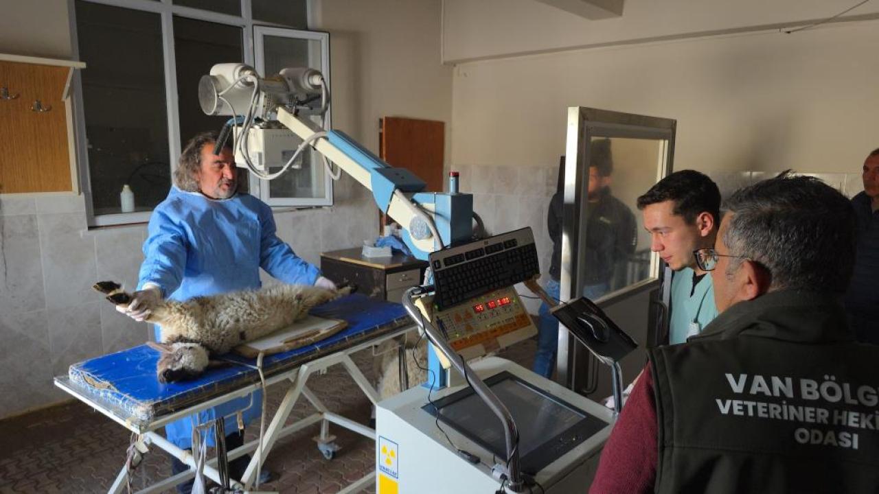 Depremde enkazdan kurtarılan yaralı kuzular tedavi ediliyor