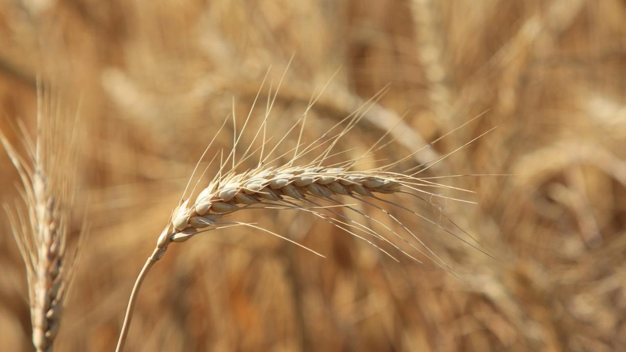 Dünya tahıl üretiminde bir ilk yaşanacak