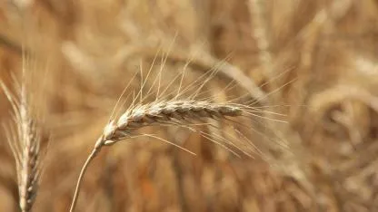 Dünya tahıl üretiminde bir ilk yaşanacak