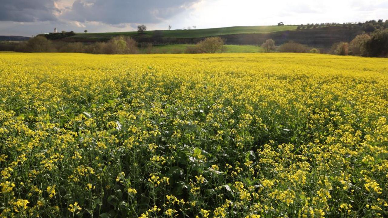 Edirne'de yağışlar tarımda beklentiyi yükseltti