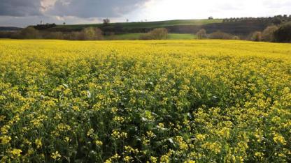 Edirne'de yağışlar tarımda beklentiyi yükseltti