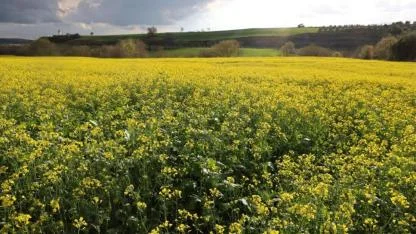 Edirne'de yağışlar tarımda beklentiyi yükseltti