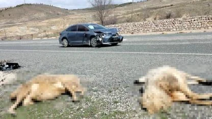 Elazığ'da otomobil koyun sürüsüne daldı, 9 hayvan telef oldu