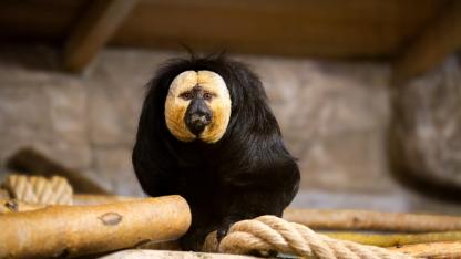 Eskişehir Hayvanat Bahçesine 30 yeni tür dahil oldu