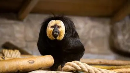 Eskişehir Hayvanat Bahçesine 30 yeni tür dahil oldu