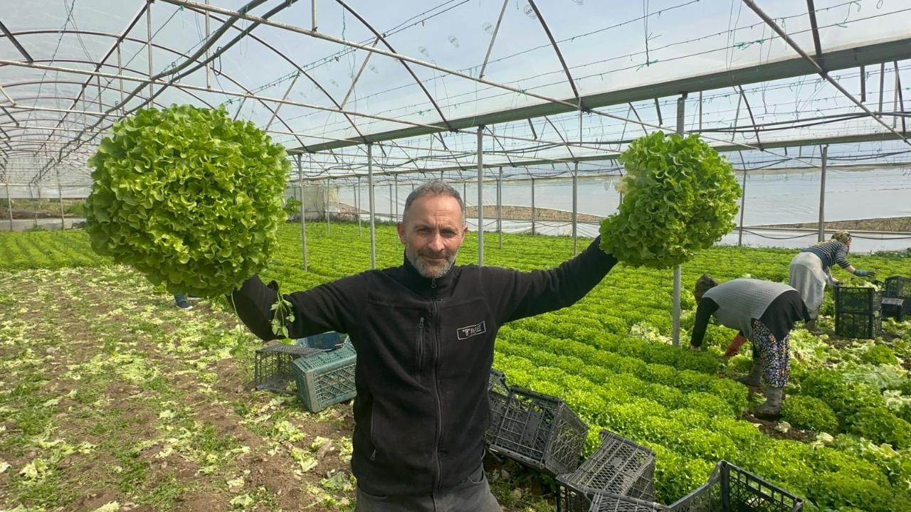 Geçen sene zararıyla ağlatan "kıvırcık" bu yıl güldürdü