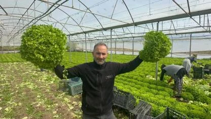 Geçen sene zararıyla ağlatan "kıvırcık" bu yıl güldürdü