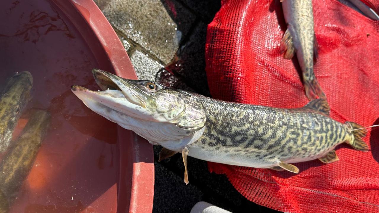 Göl suyu çok olunca yakalanamadı kilosu 600 liradan açıldı