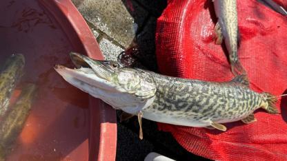 Göl suyu çok olunca yakalanamadı kilosu 600 liradan açıldı