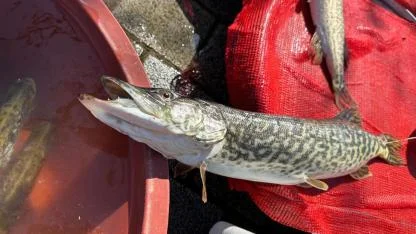 Göl suyu çok olunca yakalanamadı kilosu 600 liradan açıldı