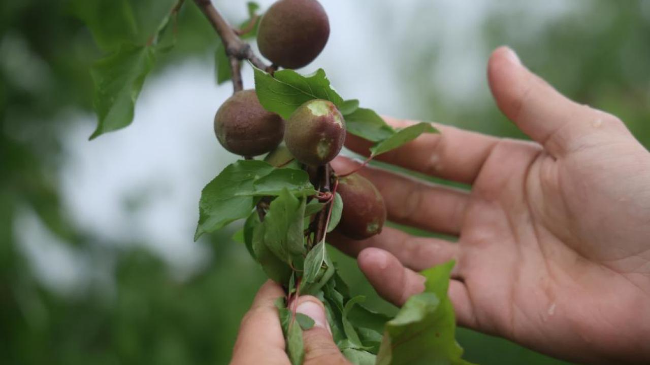 Hatay'da dolu yağışı kayısı bahçelerini vurdu