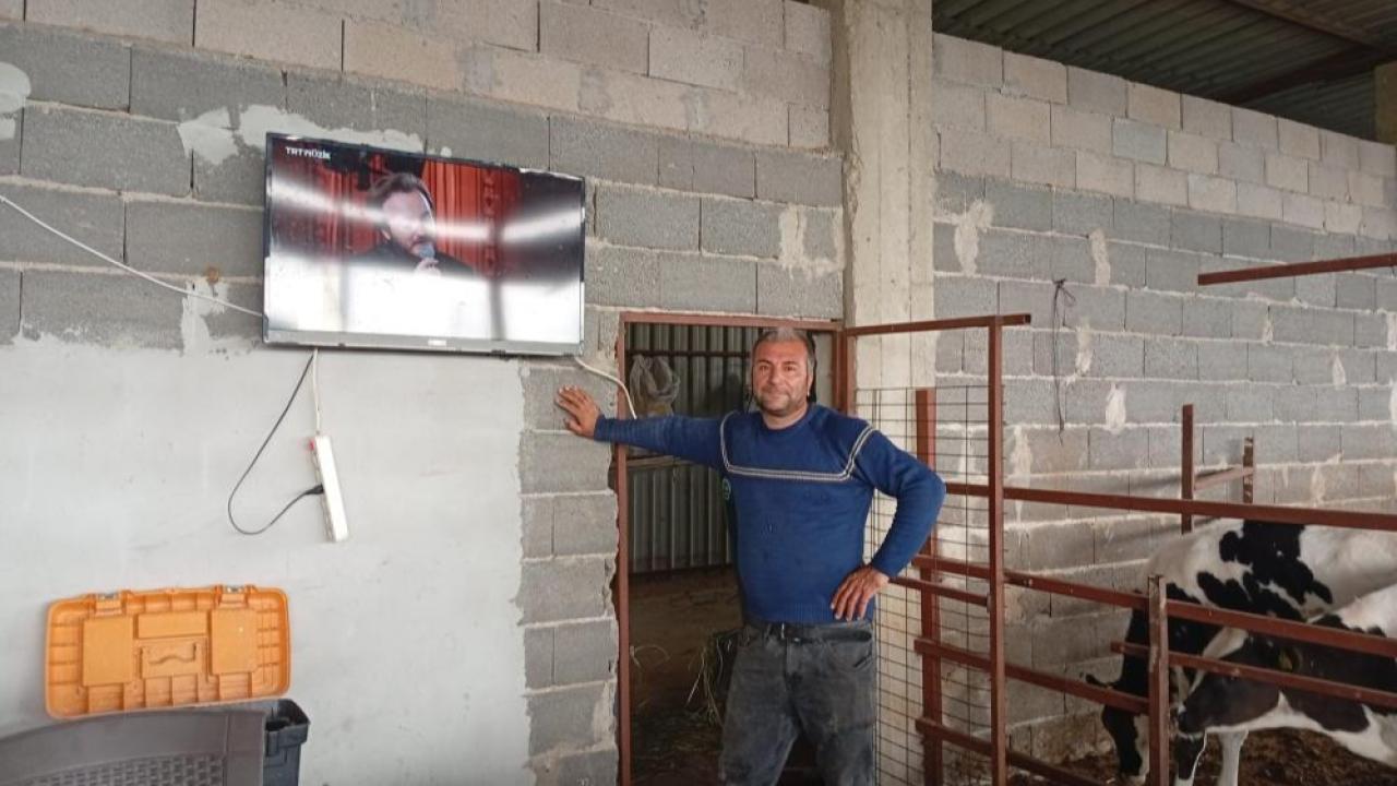 İnekleri ahıra çanak anten ve televizyon kurdu