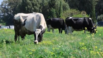 Islah edilen mera alanı dualarla otlatmaya açıldı