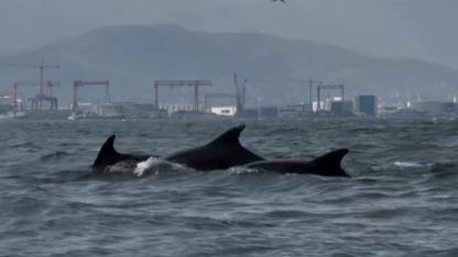 İzmit Körfezi'nde yunusların "temizlik dansı"