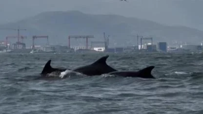 İzmit Körfezi'nde yunusların "temizlik dansı"