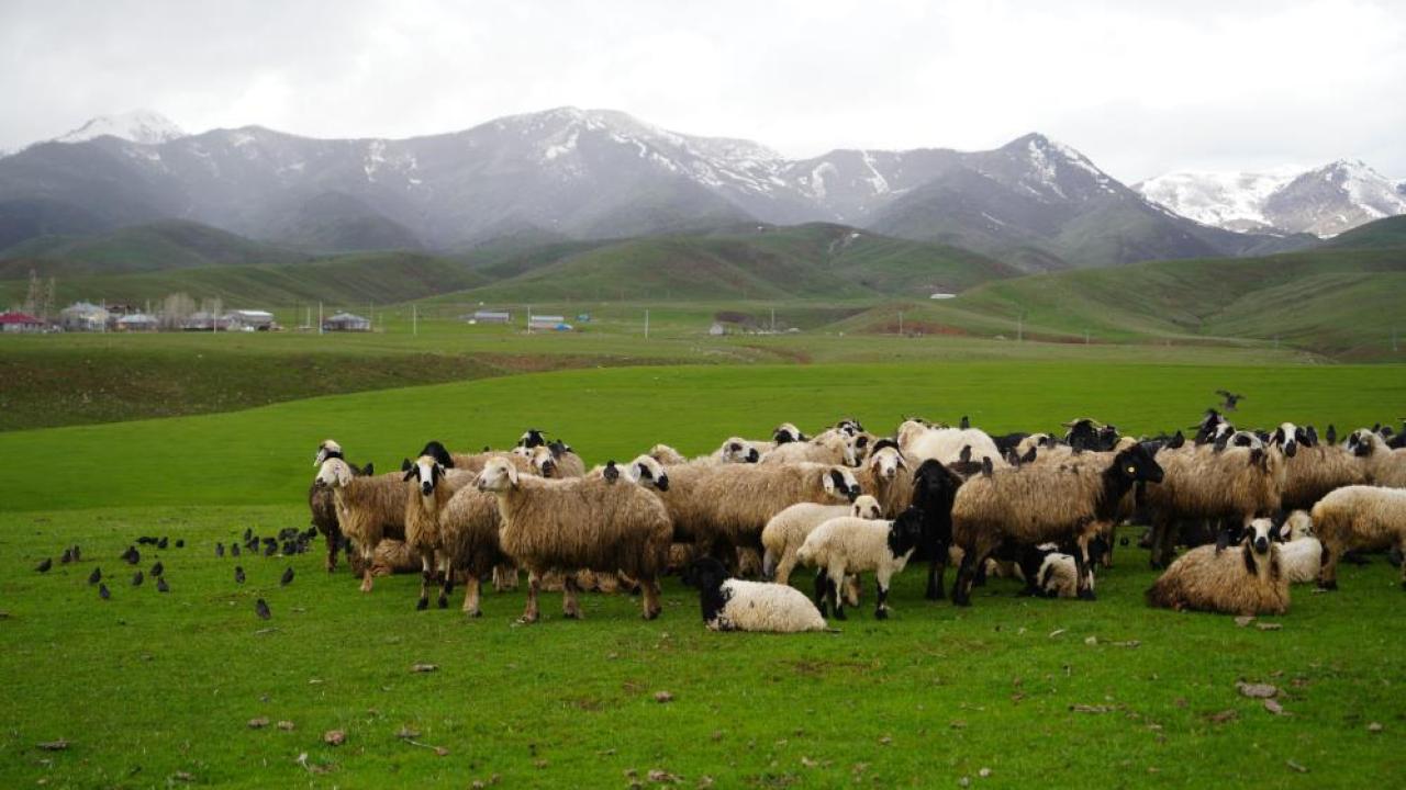 Kars'taki "mera yasağı" iddiaları yalanlandı