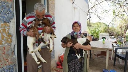 "Keçi" şikayeti üretici yaşlı çiftçi zor durumda bıraktı