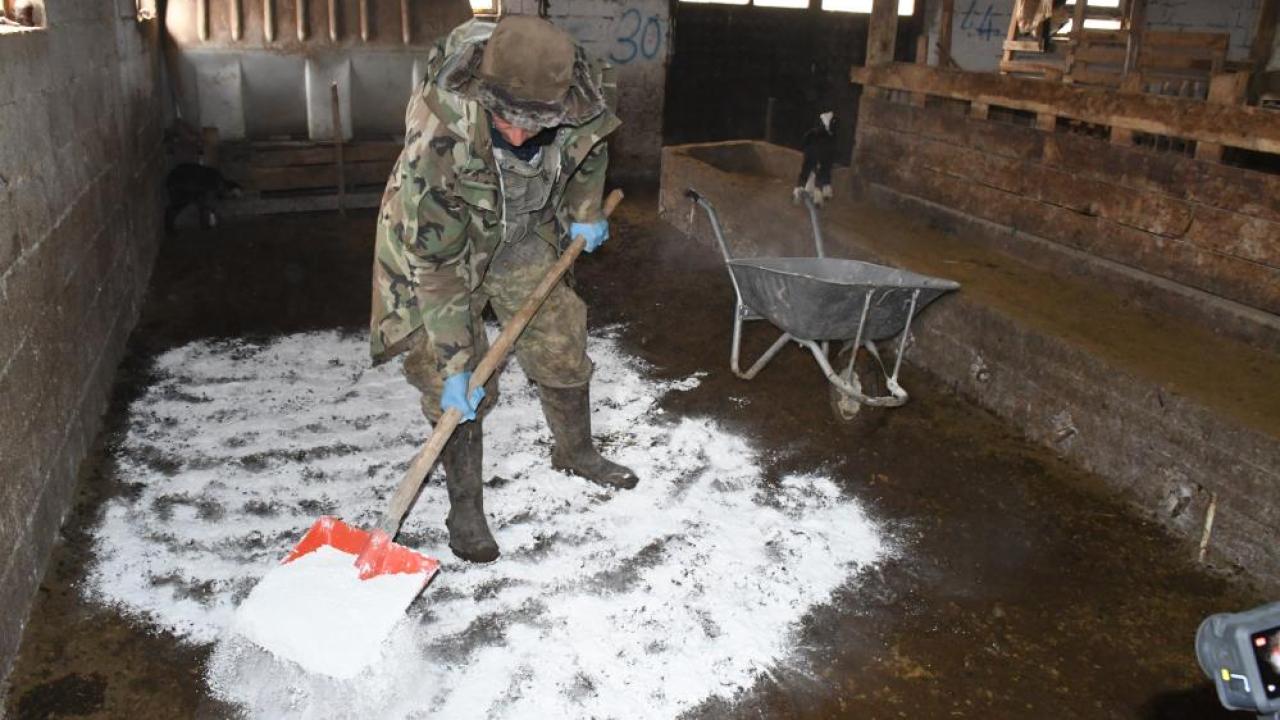 Keçi yetiştiricisi kireç sayesinde oğlak ölümlerini önledi