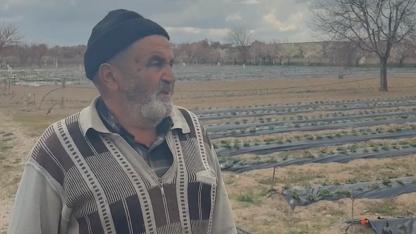 Kiraz ve şeftali ağaçları söküp çilek ekti ama yine olmadı