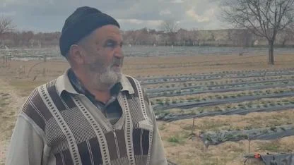 Kiraz ve şeftali ağaçları söküp çilek ekti ama yine olmadı