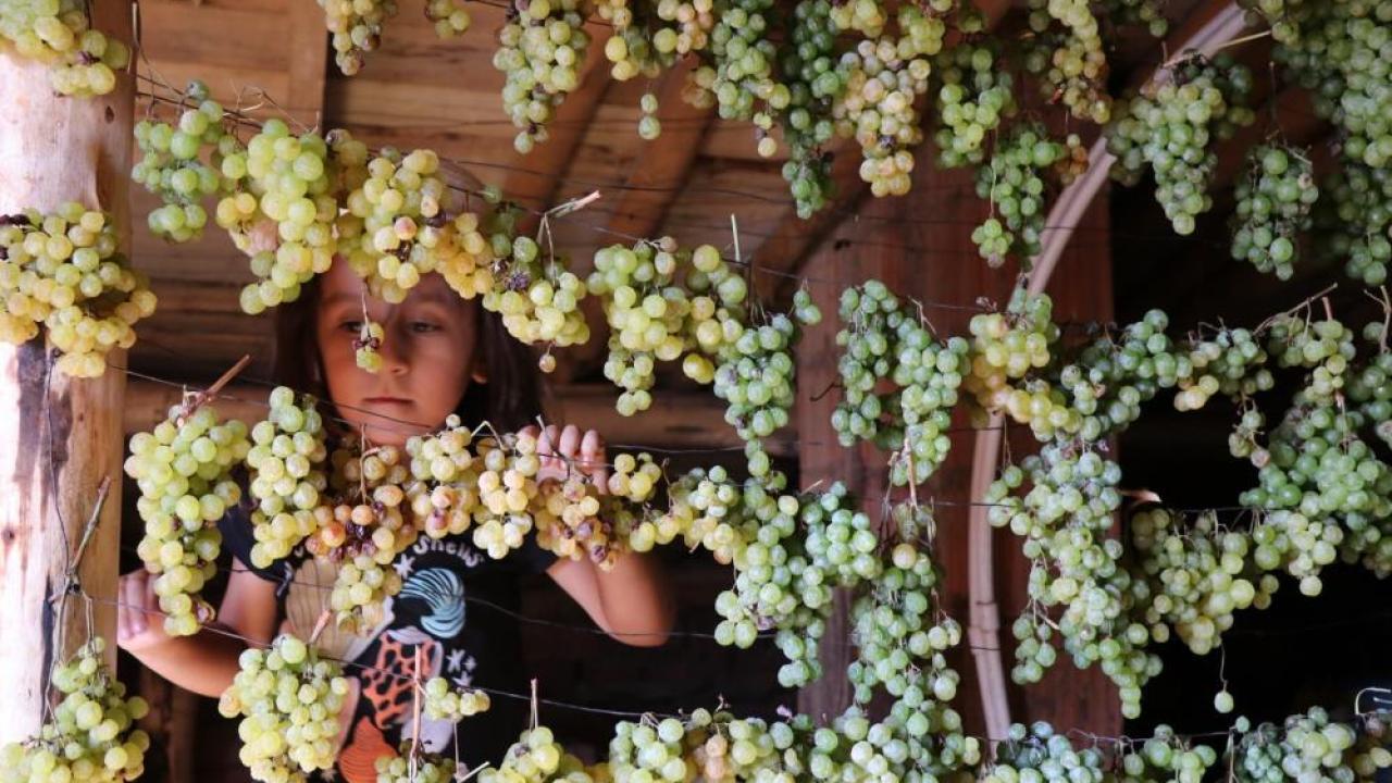 Konya'da 3 bin yıllık bağcılık kültürü canlandırılıyor