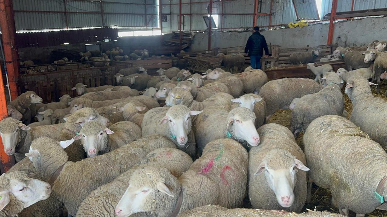 "Küçükbaşa Destek" projesine başvurular başladı