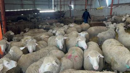 "Küçükbaşa Destek" projesine başvurular başladı