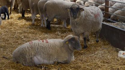 "Küçükbaşa Destek" projesine başvurularda son gün