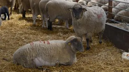 "Küçükbaşa Destek" projesine başvurularda son gün